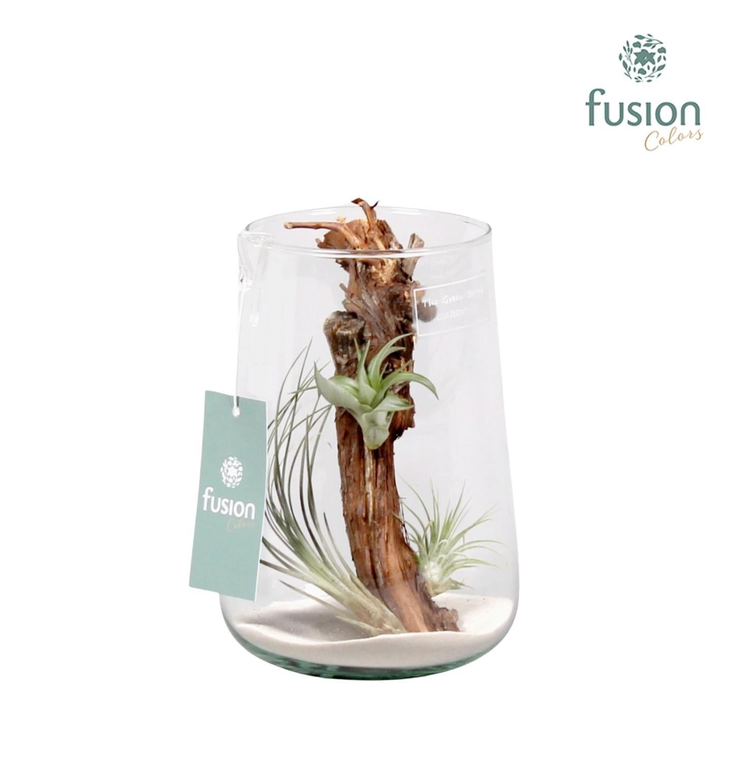 arr. Tillandsia 20cm 13cm Pot