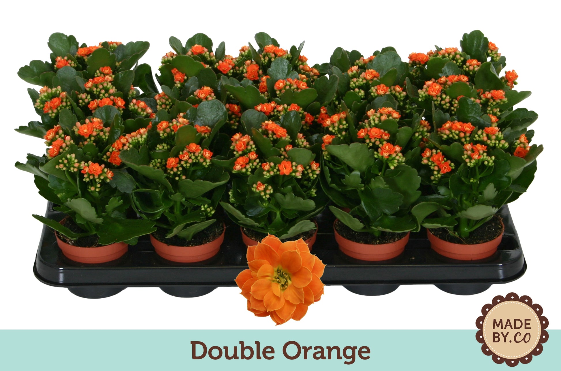 SV.CO Kalanchoe double Demeter Orange Pack of 15