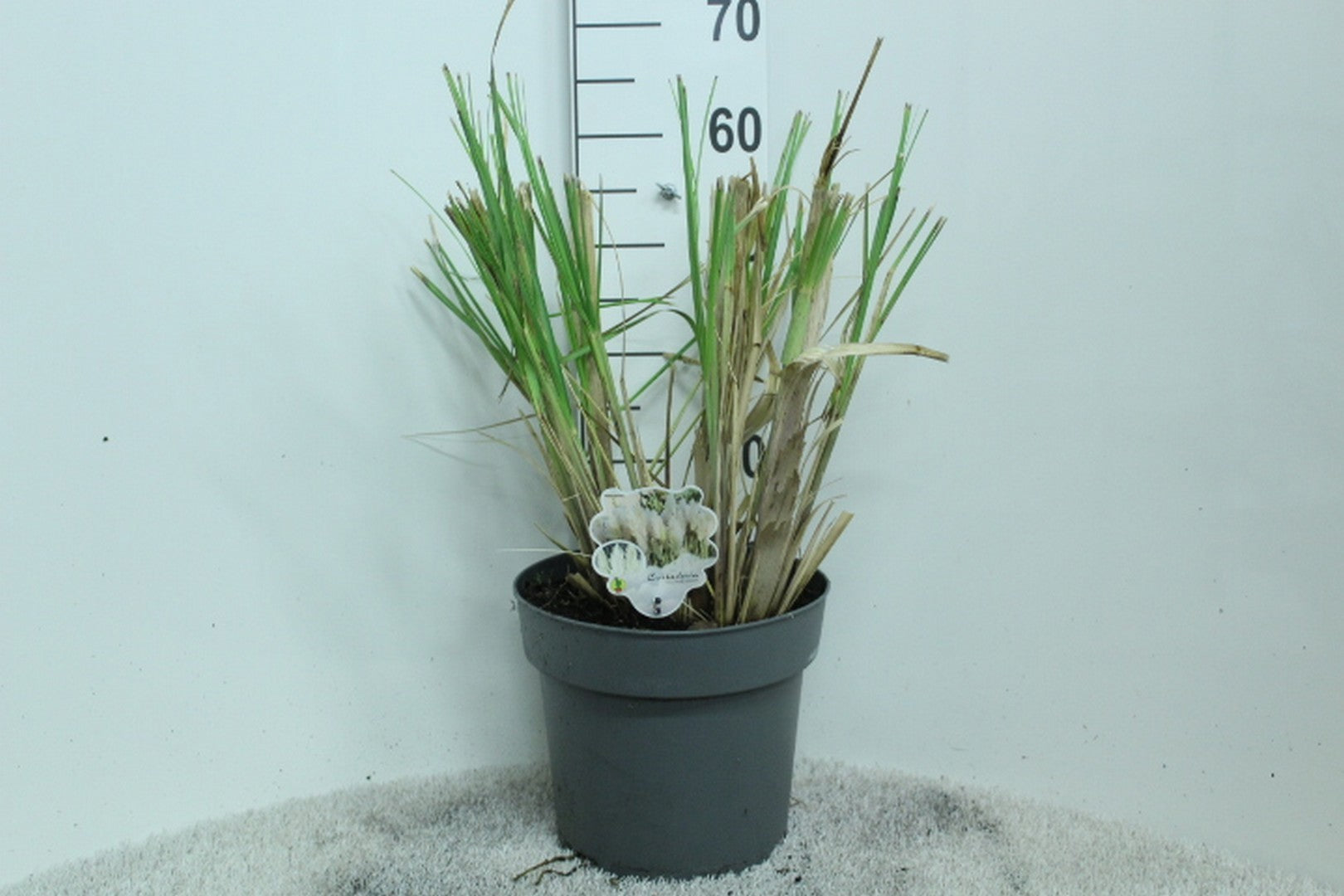Cortaderia selloana 60cm 29cm Pot