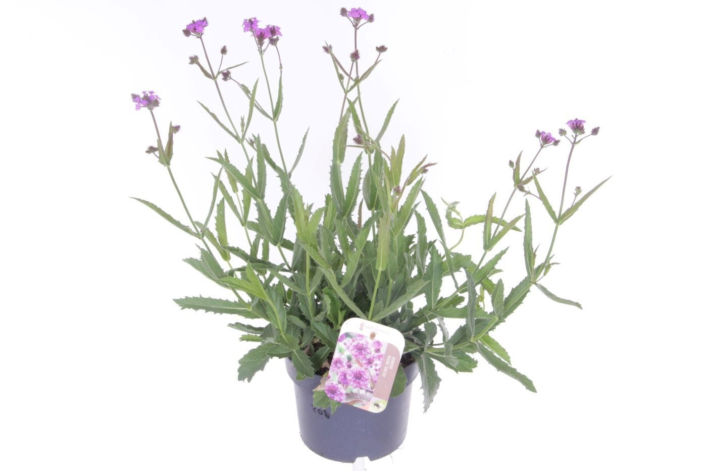 Noordpoel BV, Kw. de Verbena rigida Pack of 6