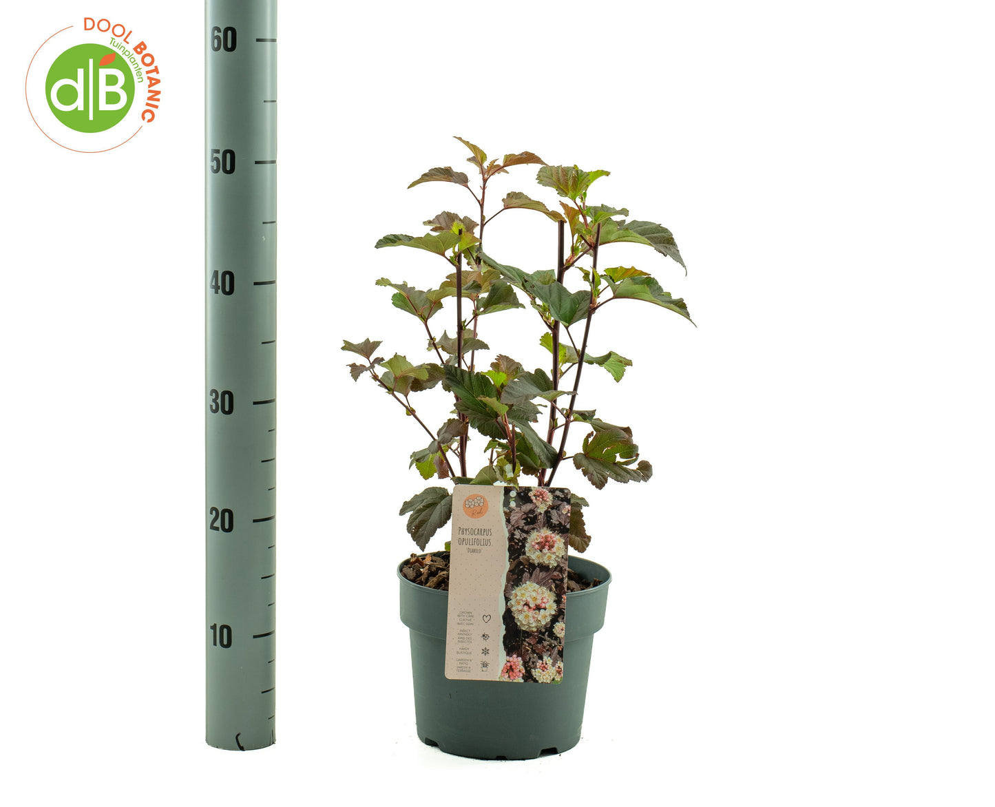 Dool Botanic Physocarpus Diabolo Pack of 1