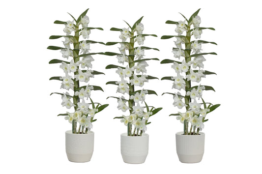Dendrobium Apollon 50cm 12cm Pot