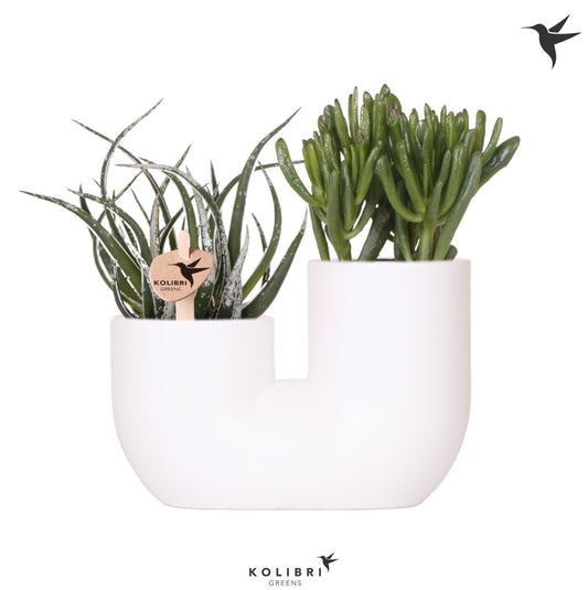 Succulent mix 30cm 18cm Pot