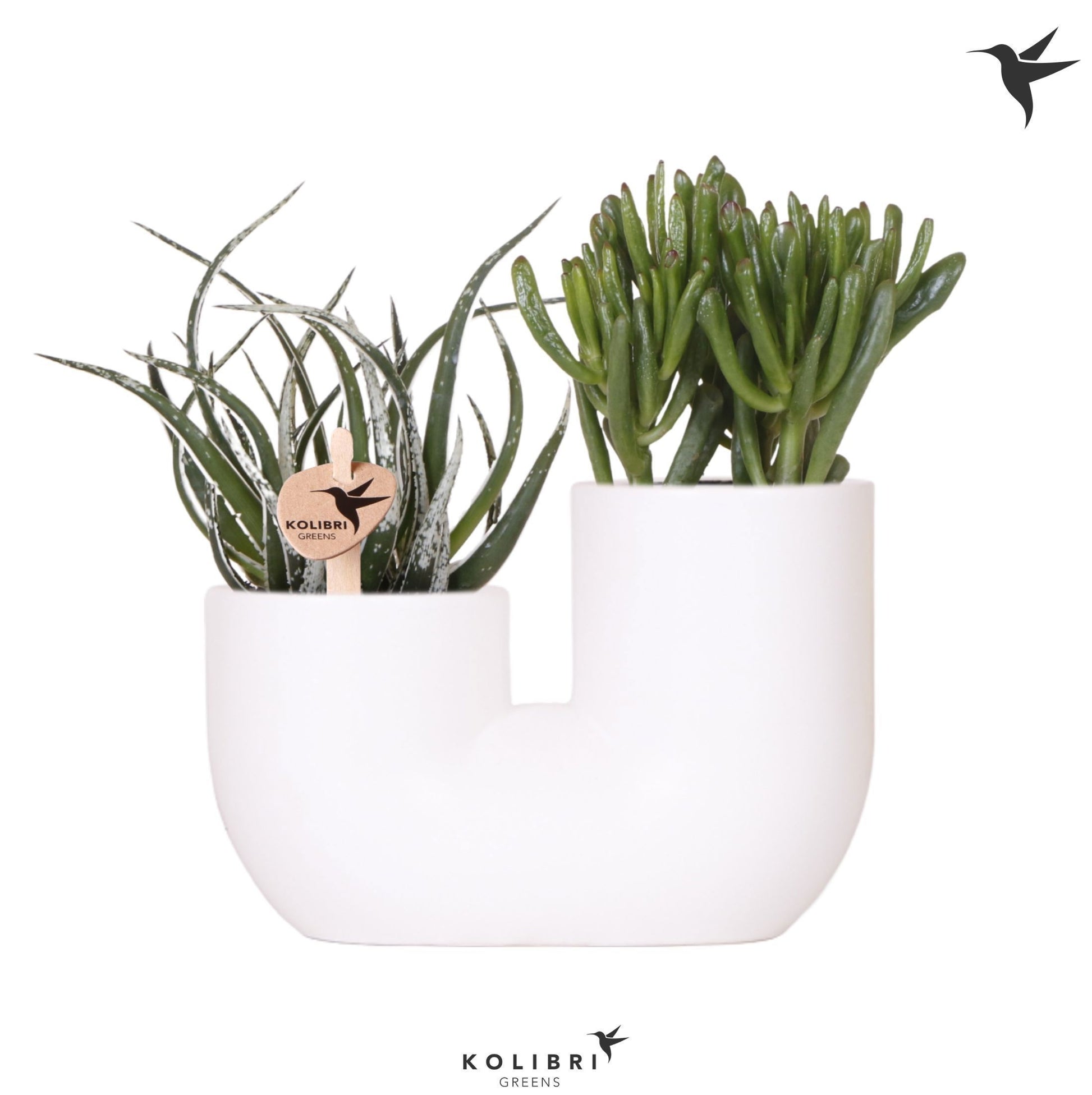 Succulenten mix (+ drp.ceramic) 30cm 18cm Pot