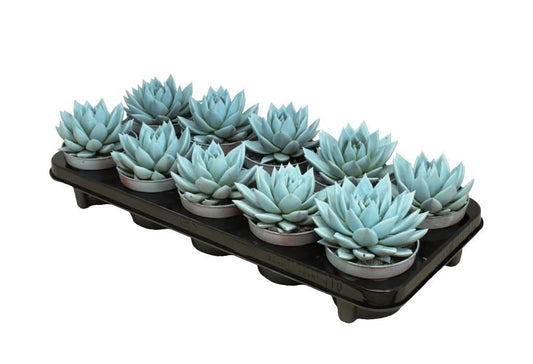 Echeveria colored Pastel blue 13cm 510cm Pot