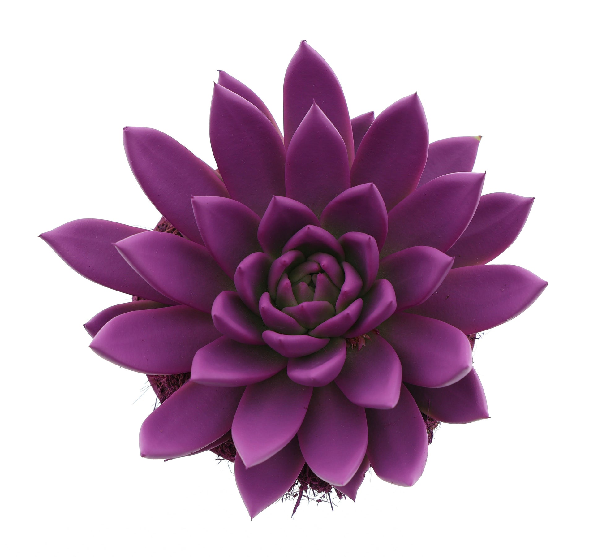 Euro Cactus Holland Bv Rainbow fuchsia Pack of 6