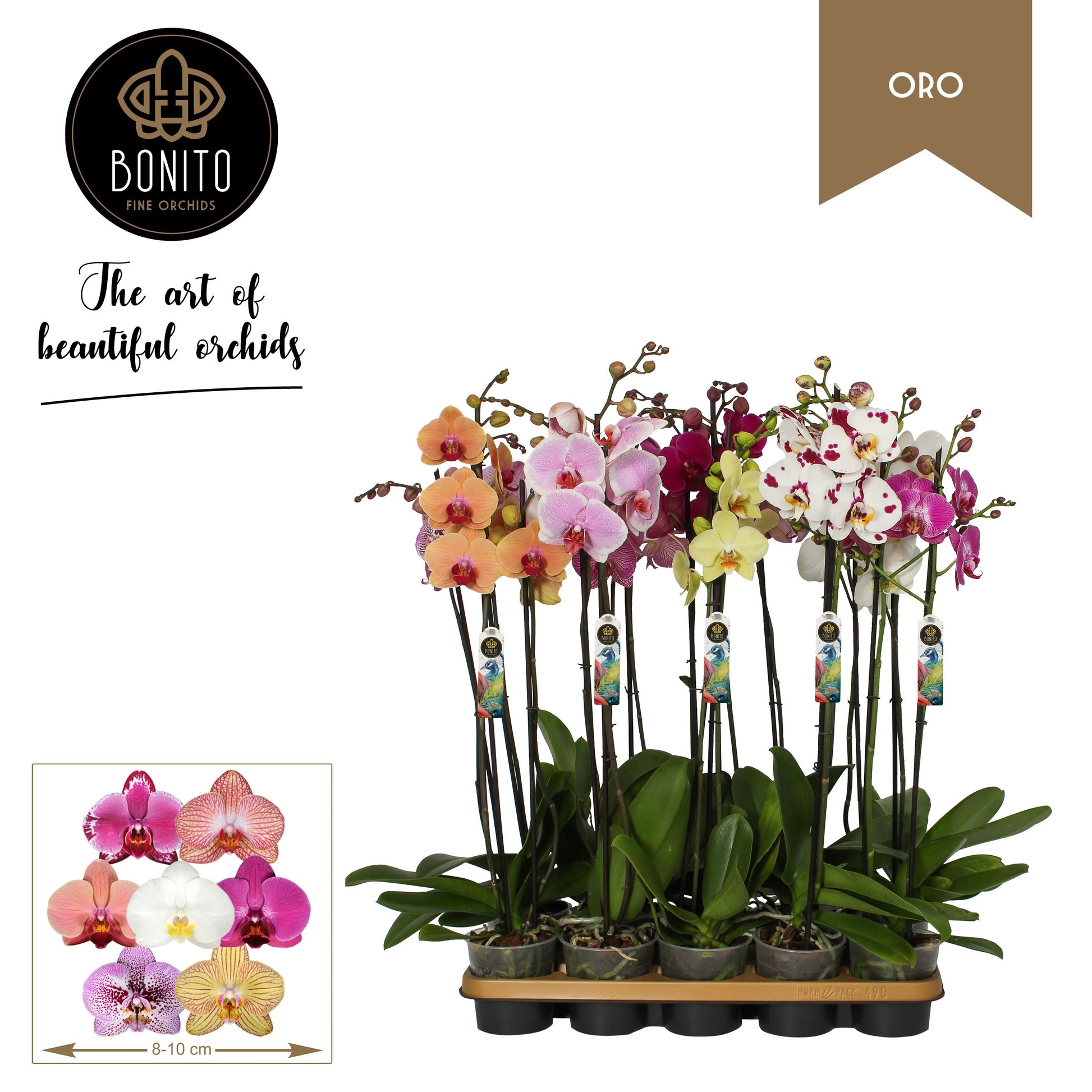 Phalaenopsis mix Oro 65cm 12cm Pot