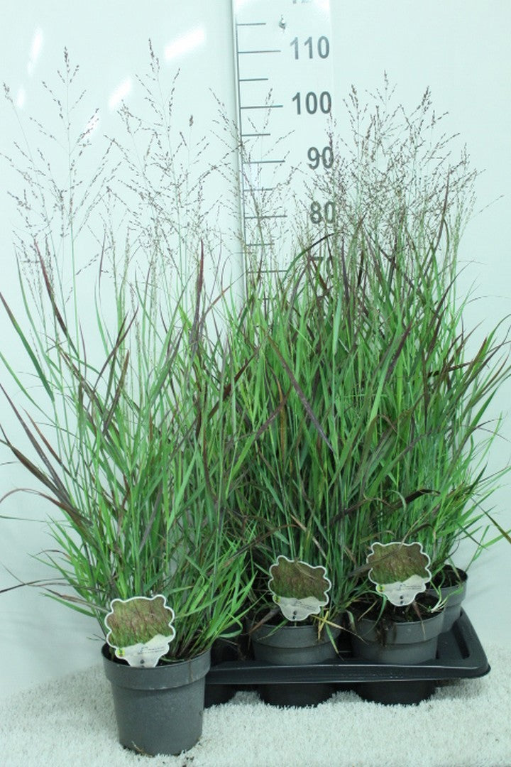 Panicum virgatum 100cm 17cm Pot