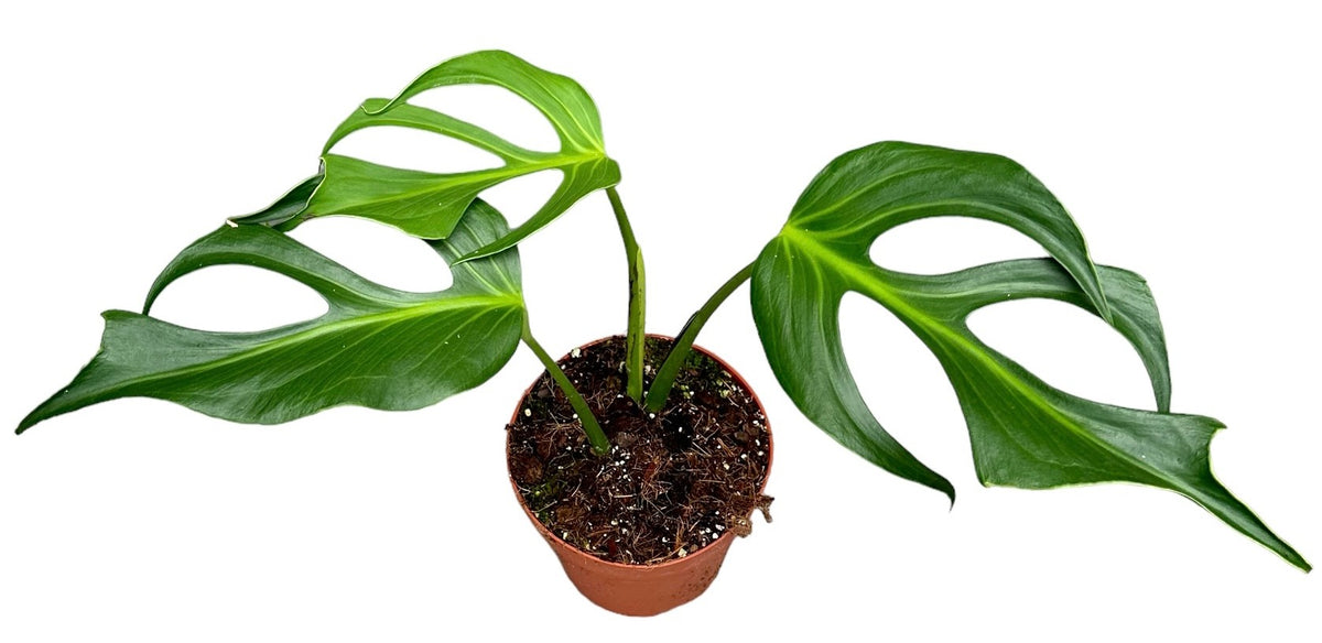 Monstera Variegated 30cm 17cm Pot
