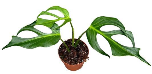 Monstera Variegated 30cm 17cm Pot