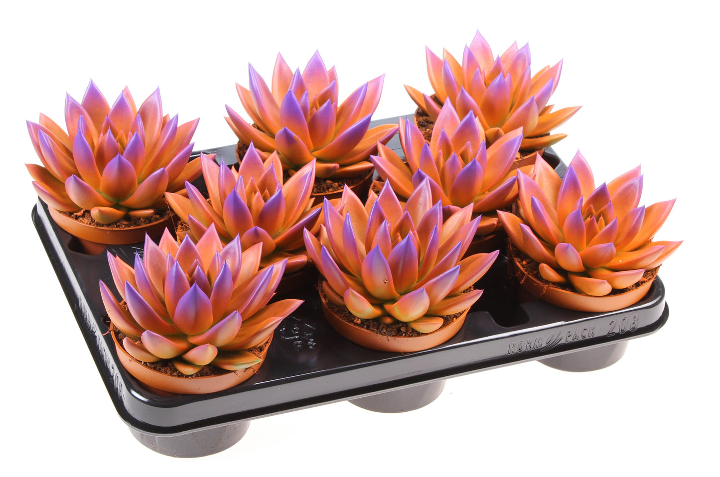 Euro Cactus Holland Bv Rainbow bicolor orange + purple point Pack of 8