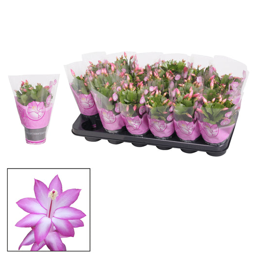 Schlumbergera Dark Eva 18cm 9cm Pot