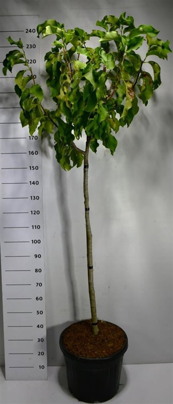 Magnolia soulangeana 240cm 48cm Pot