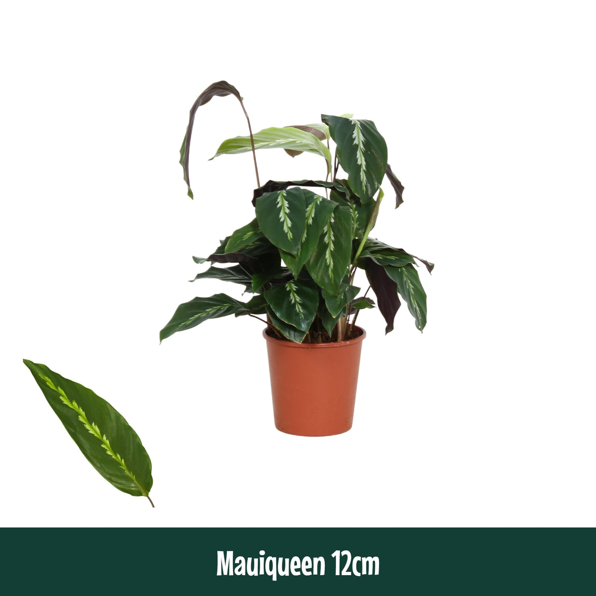 Calathea Hybrid 40cm 12cm Pot