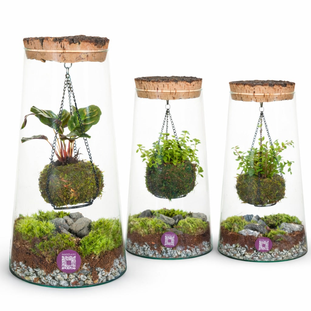 Wardians Wardians Terrarium - Kokedarium Triton MIX Pack of 3