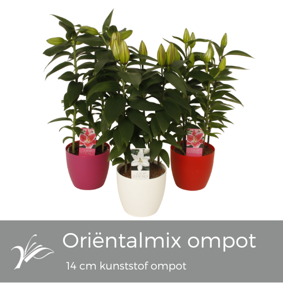 Lilium oriental mix 40cm 14cm Pot