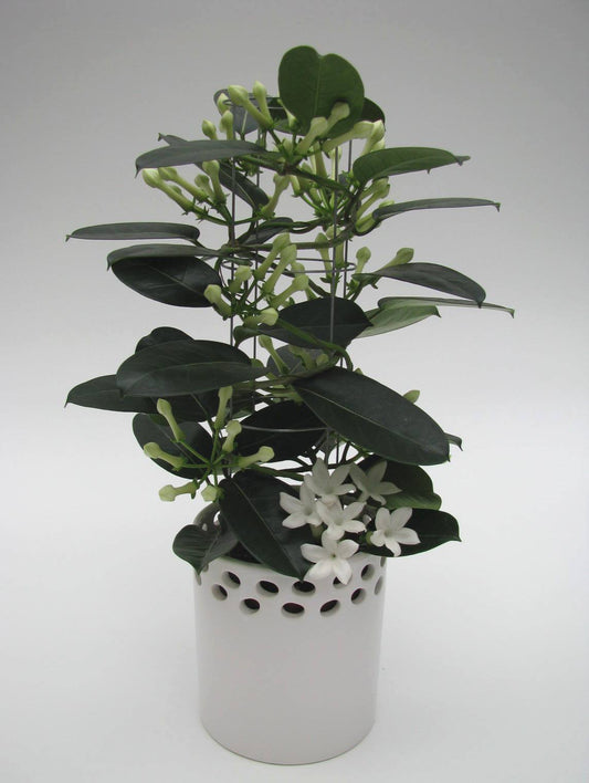 Stephanotis floribunda 50cm 12cm Pot