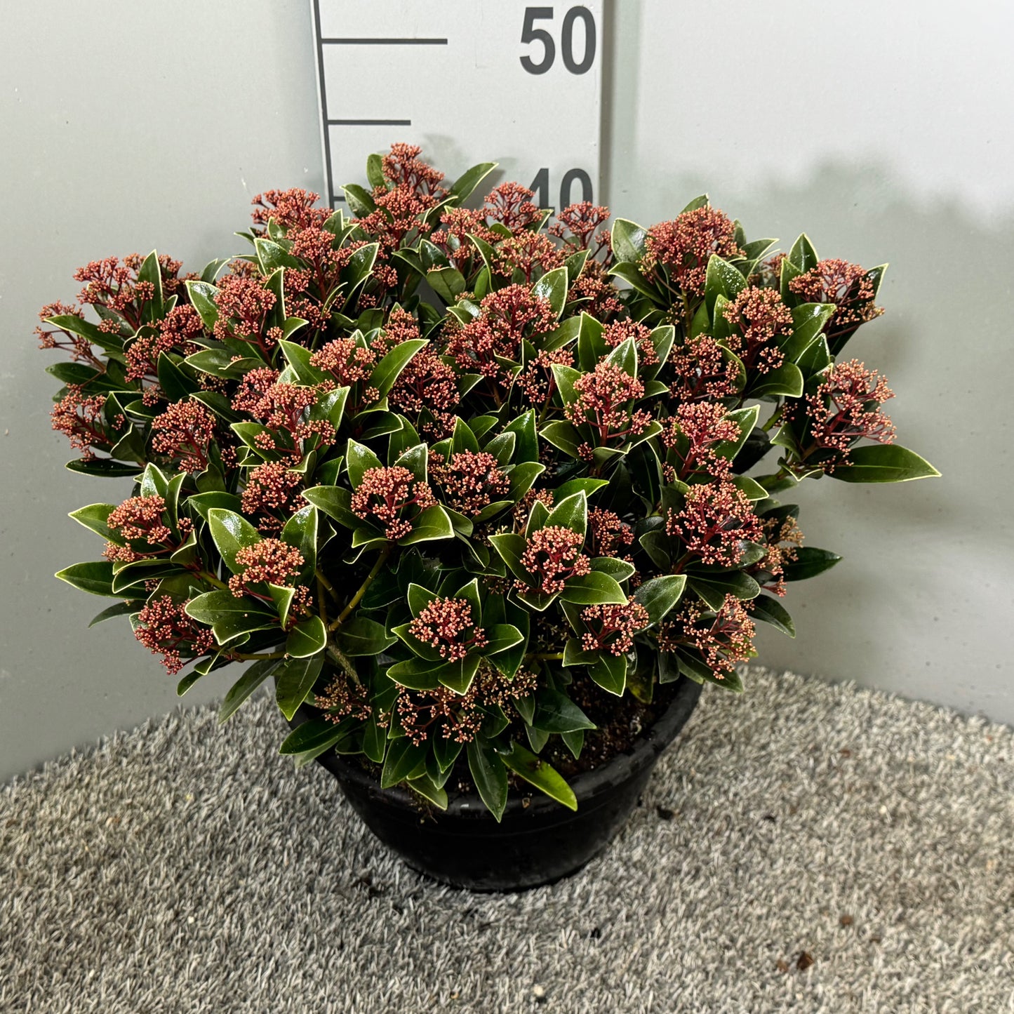 Skimmia japonica Antarctica 40cm 25cm Pot