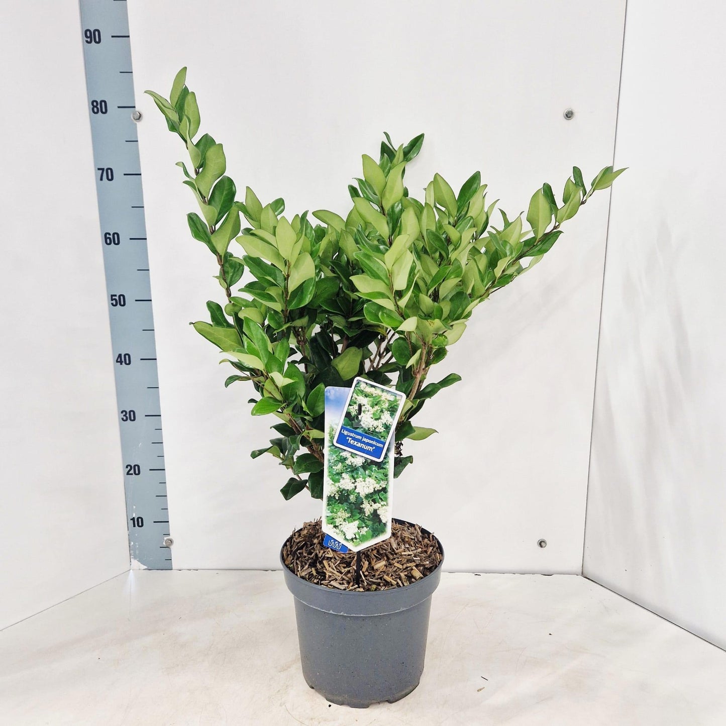 Ligustrum japonicum 70cm 23cm Pot