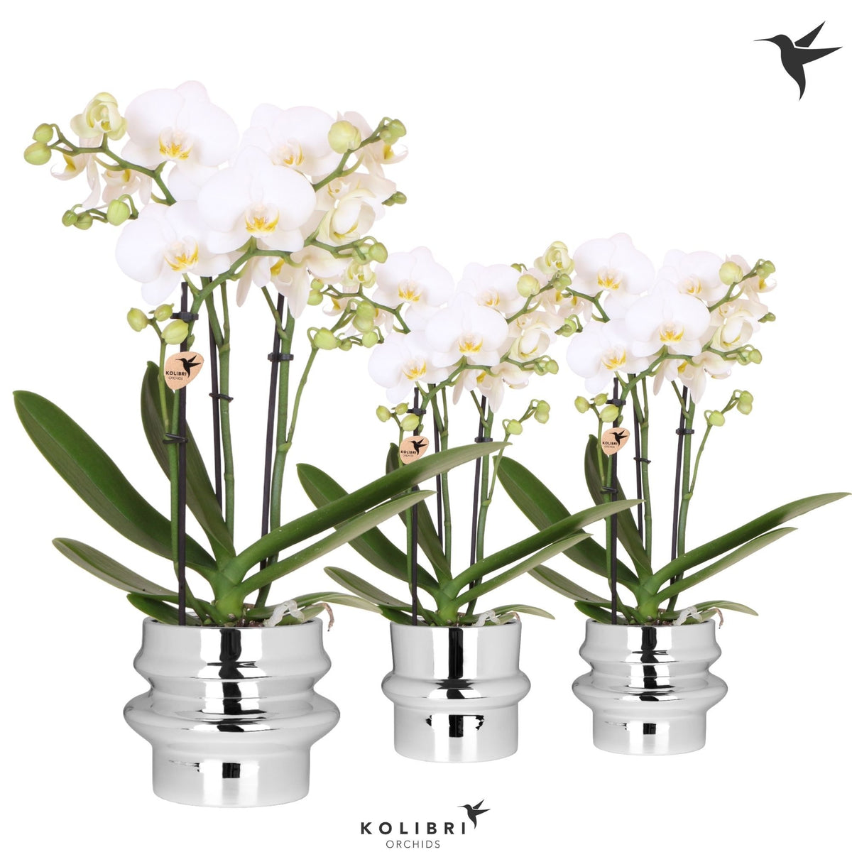 Phalaenopsis multiflora white 40cm 9cm Pot