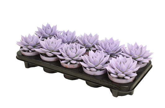 Echeveria colored Pastel purple 13cm 510cm Pot