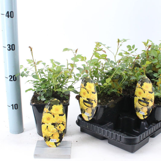 Rosa Spelarosa Dolly Dot 10cm 14cm Pot