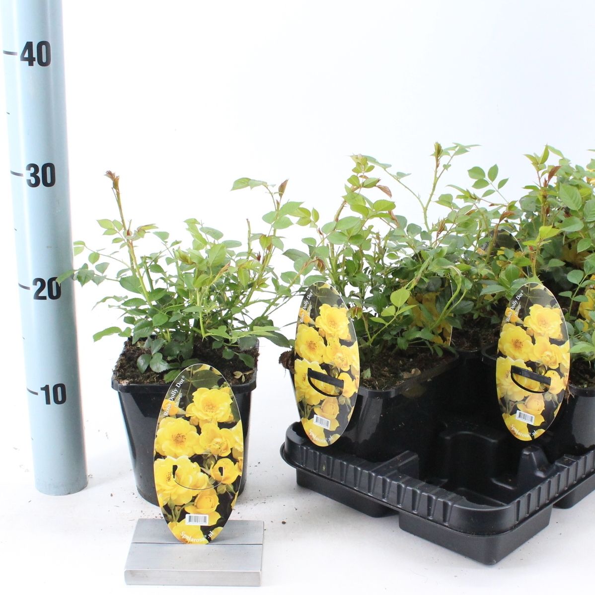 Rosa Spelarosa Dolly Dot 10cm 14cm Pot