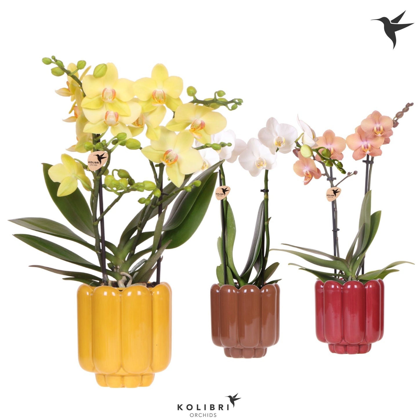 Phalaenopsis mix 40cm 9cm Pot