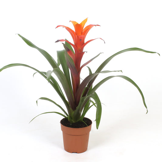 Guzmania Variada 45cm 12cm Pot