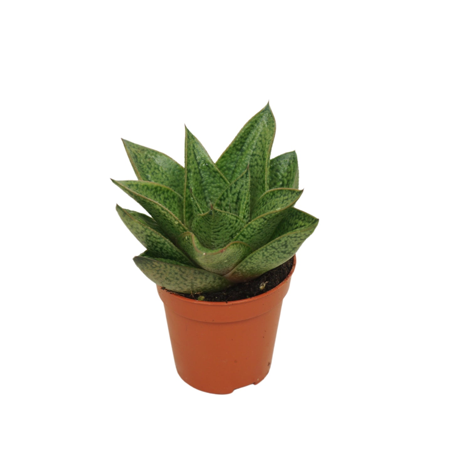 Gasteria 8cm 5.5cm Pot