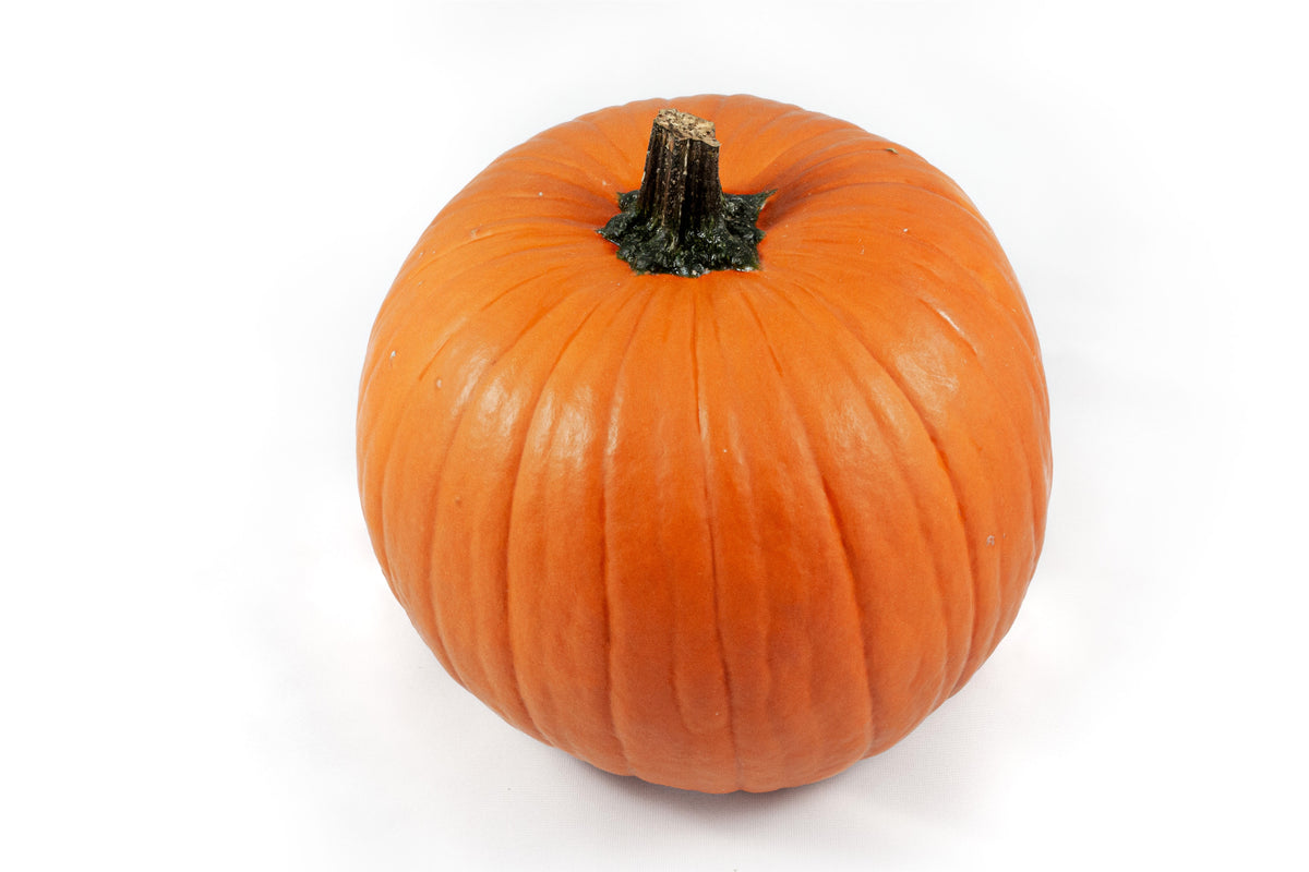 Cucurbita max. Halloween 15cm 16cm Pot