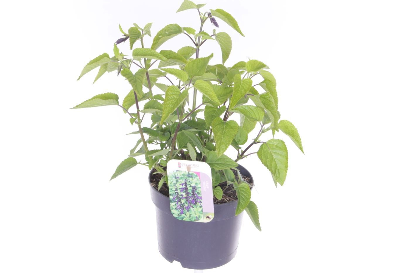 Salvia officinalis 85cm 17cm Pot