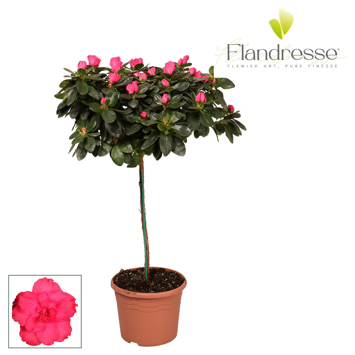 Rhododendron simsii Jimmy 65cm 19cm Pot