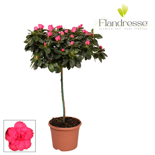 Rhododendron simsii Jimmy 65cm 19cm Pot