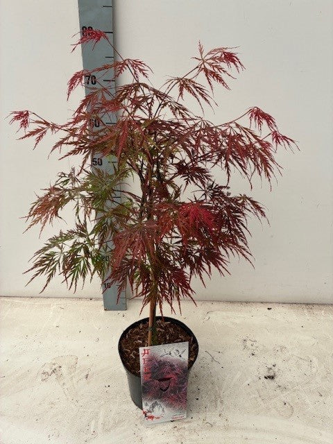 Acer Garnet 60cm 19cm Pot