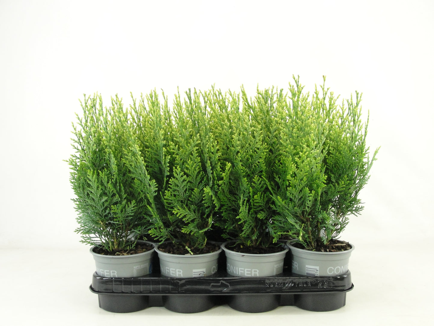 Chamaecyparis White Spot 25cm 11cm Pot