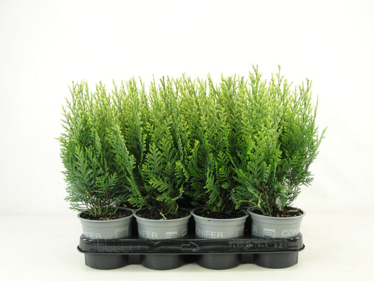 Chamaecyparis White Spot 25cm 11cm Pot