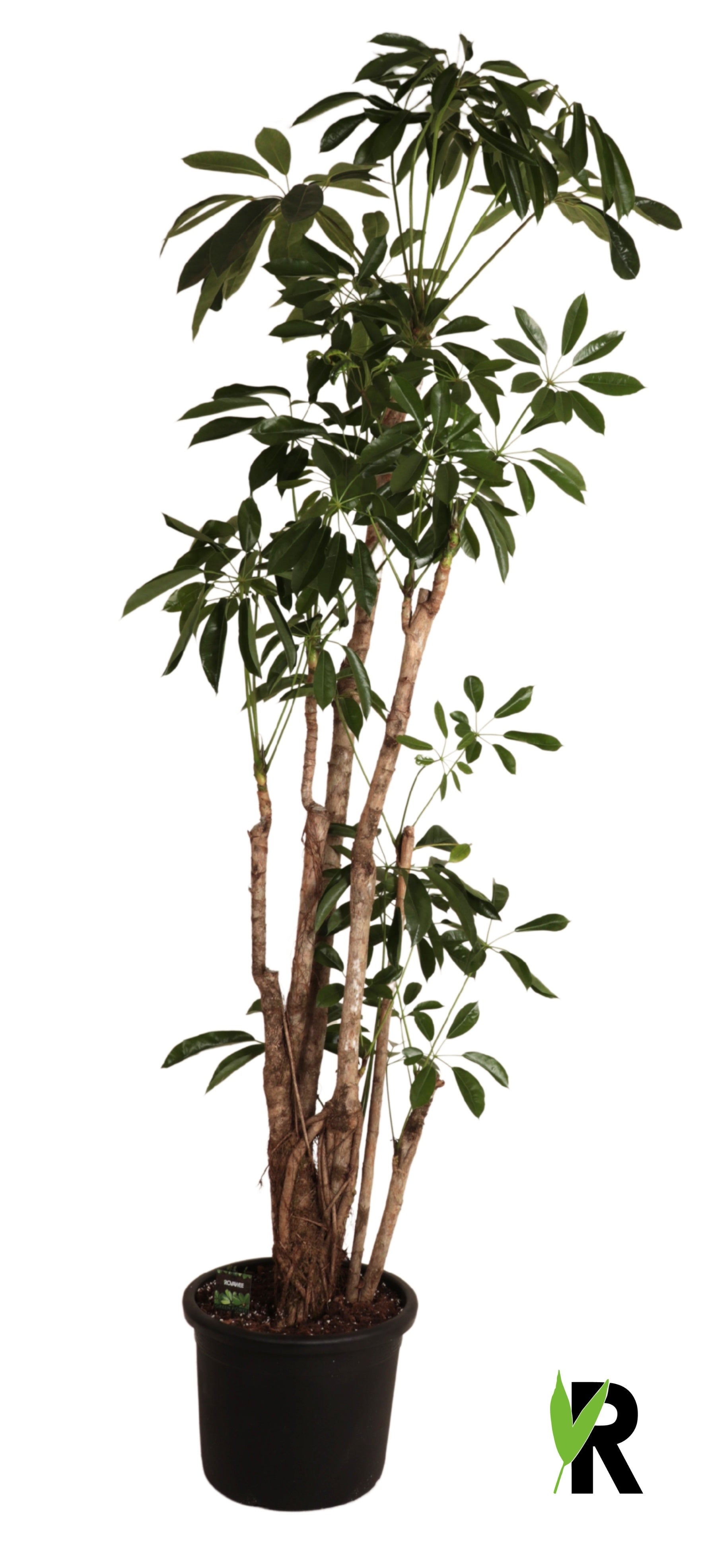 Schefflera Amate 240cm 45cm Pot