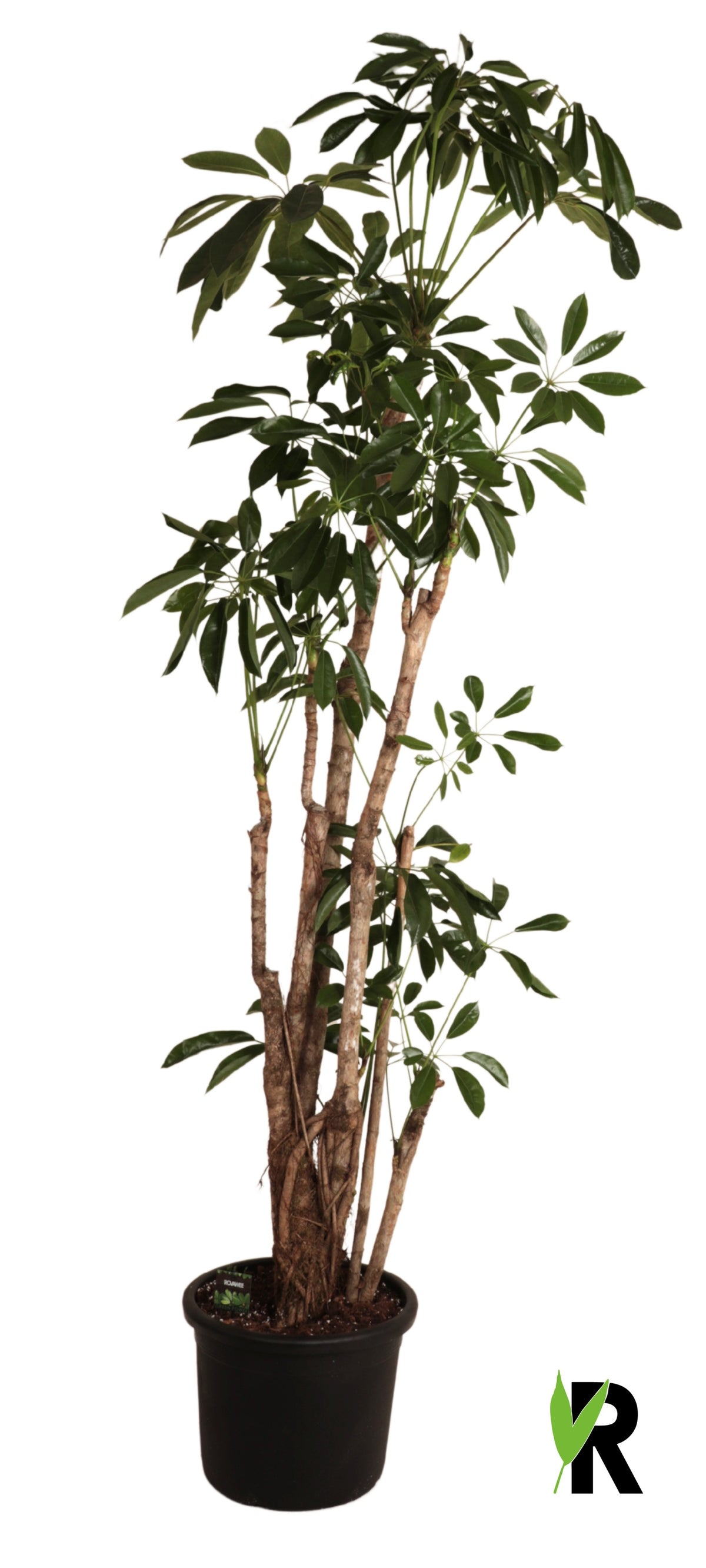 Schefflera Amate 240cm 45cm Pot