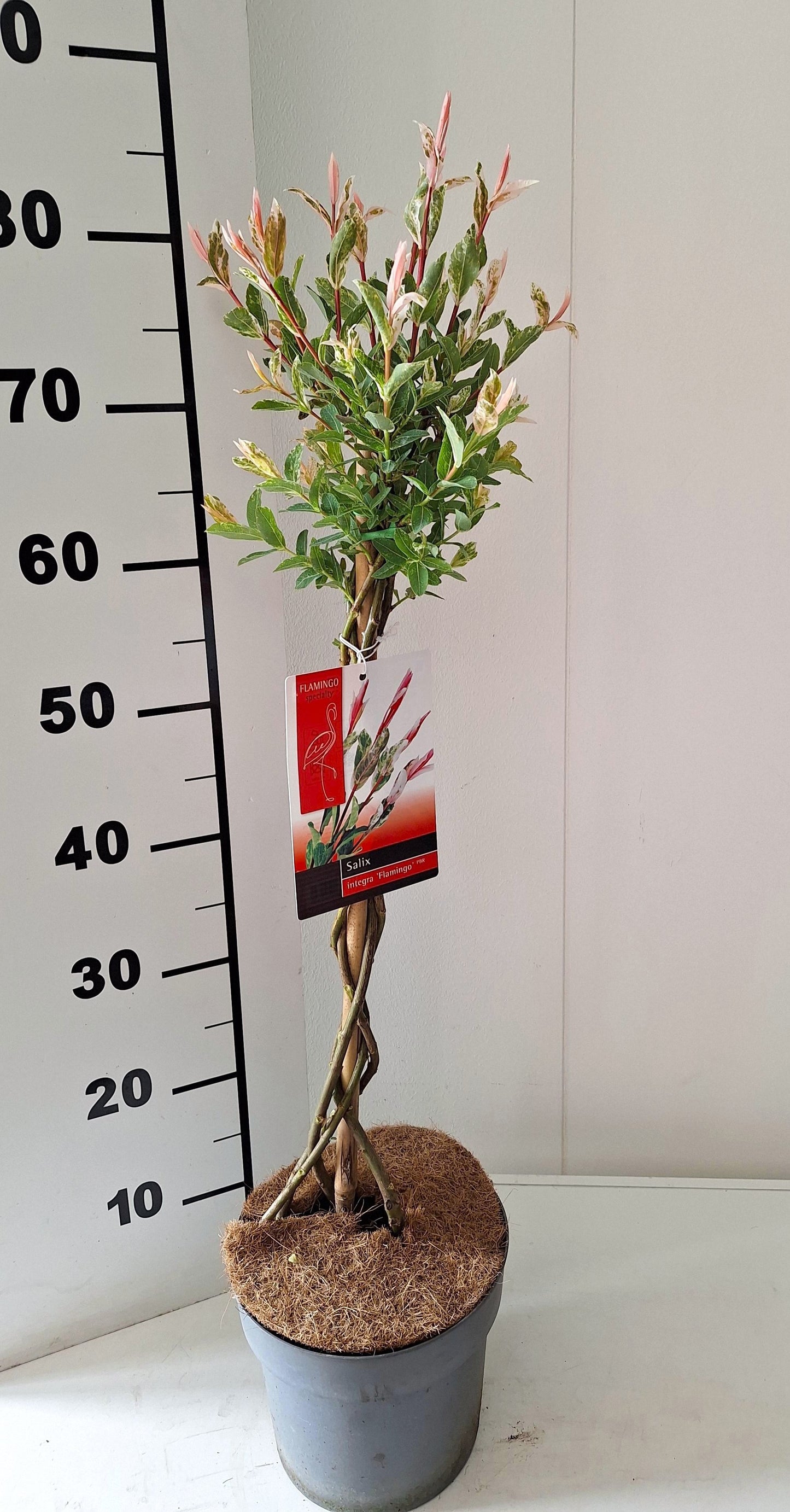 Salix integra Flamingo 90cm 19cm Pot