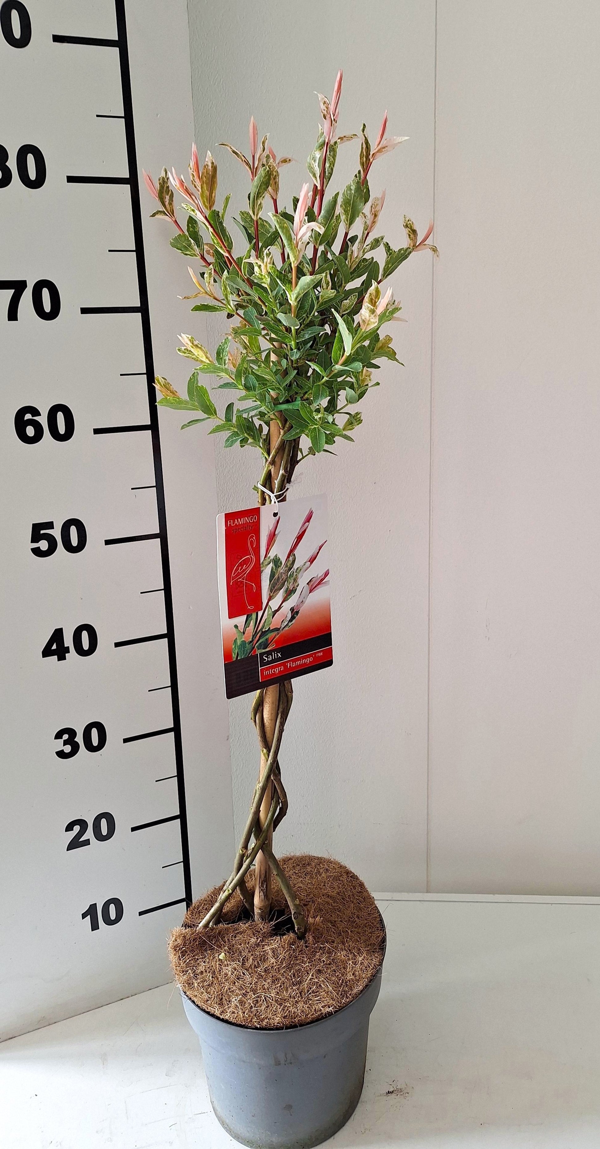 Salix integra Flamingo 90cm 19cm Pot