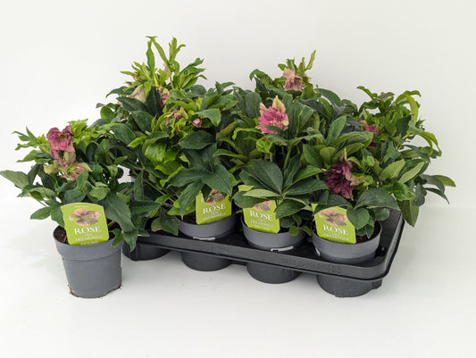 Helleborus or. Double Ellen Red 35cm 12cm Pot