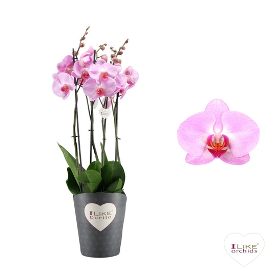 Phalaenopsis Tucson 70cm 17cm Pot