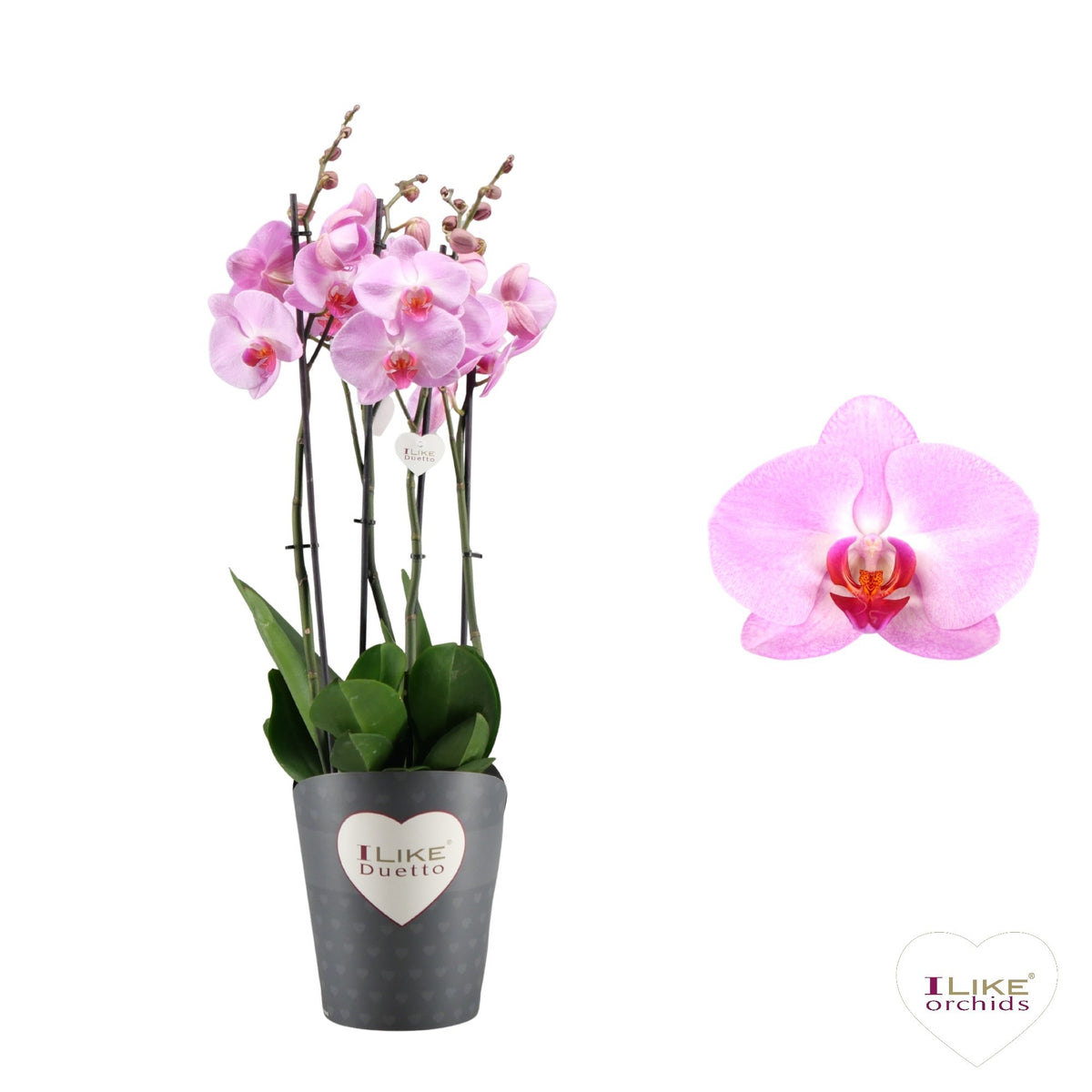 Phalaenopsis Tucson 70cm 17cm Pot