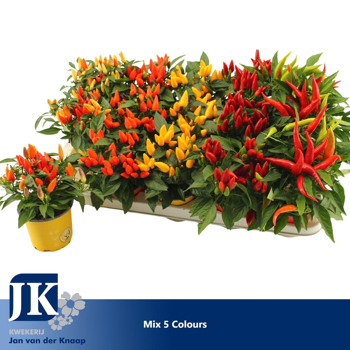 Capsicum ann. Salsa mix 20cm 510cm Pot