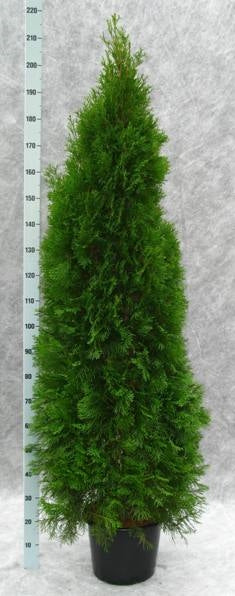 Thuja occidentalis Smaragd 230cm 33cm Pot