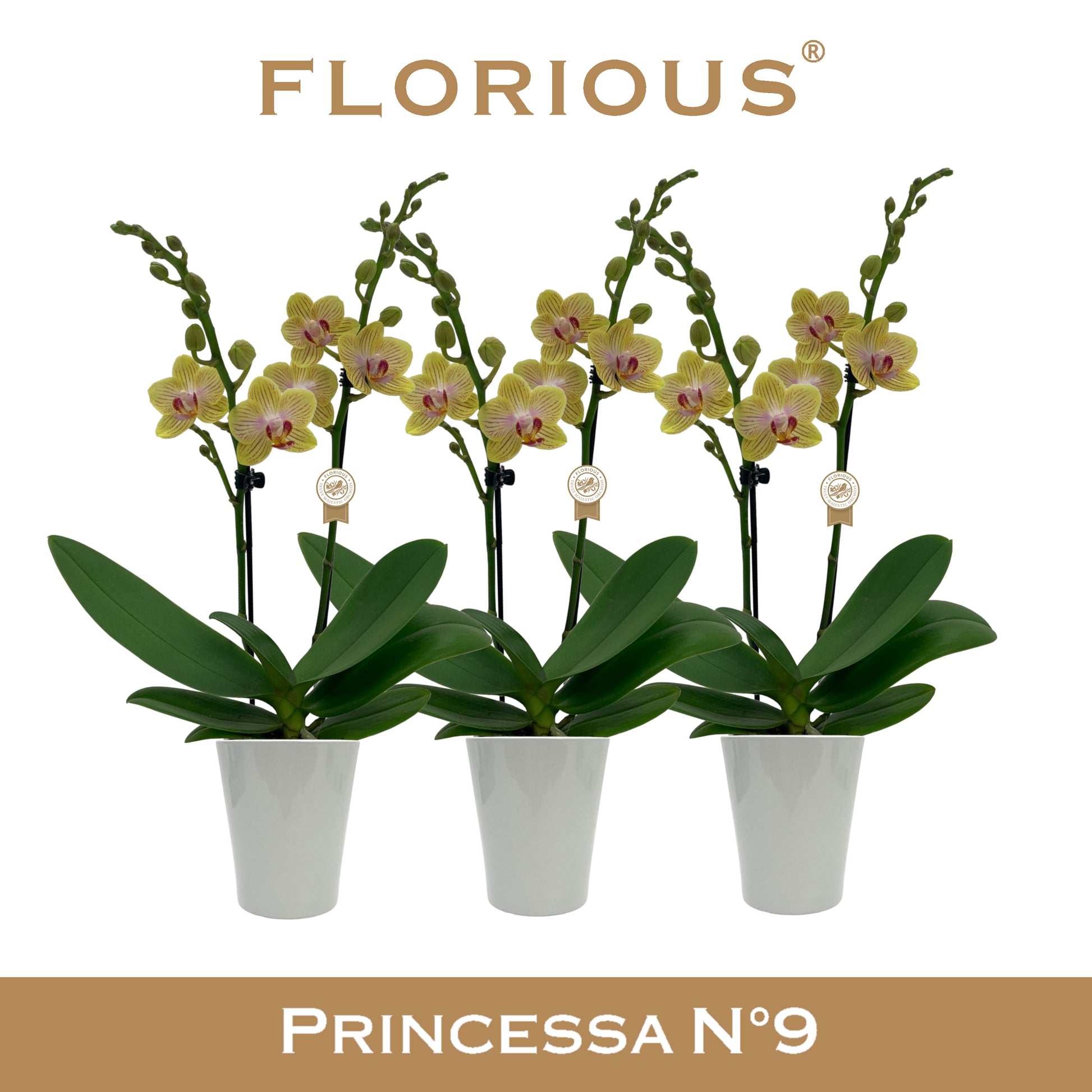 Phalaenopsis yellow 40cm 9cm Pot