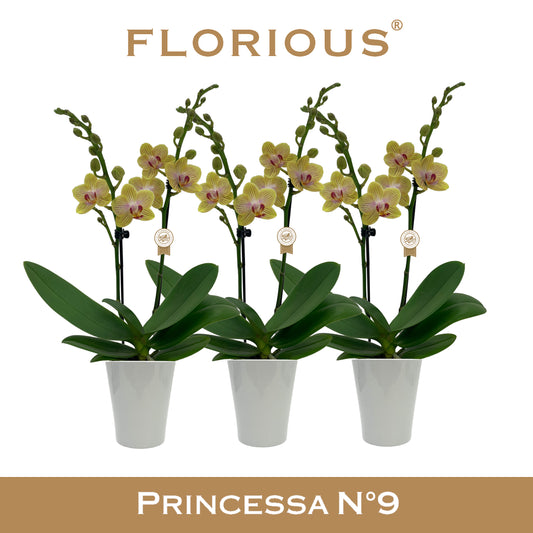 Phalaenopsis yellow 40cm 9cm Pot