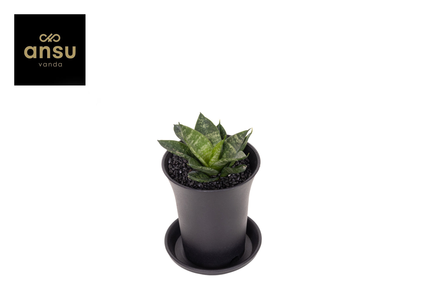 Sansevieria Comet Pixel Green 12cm 7.5cm Pot