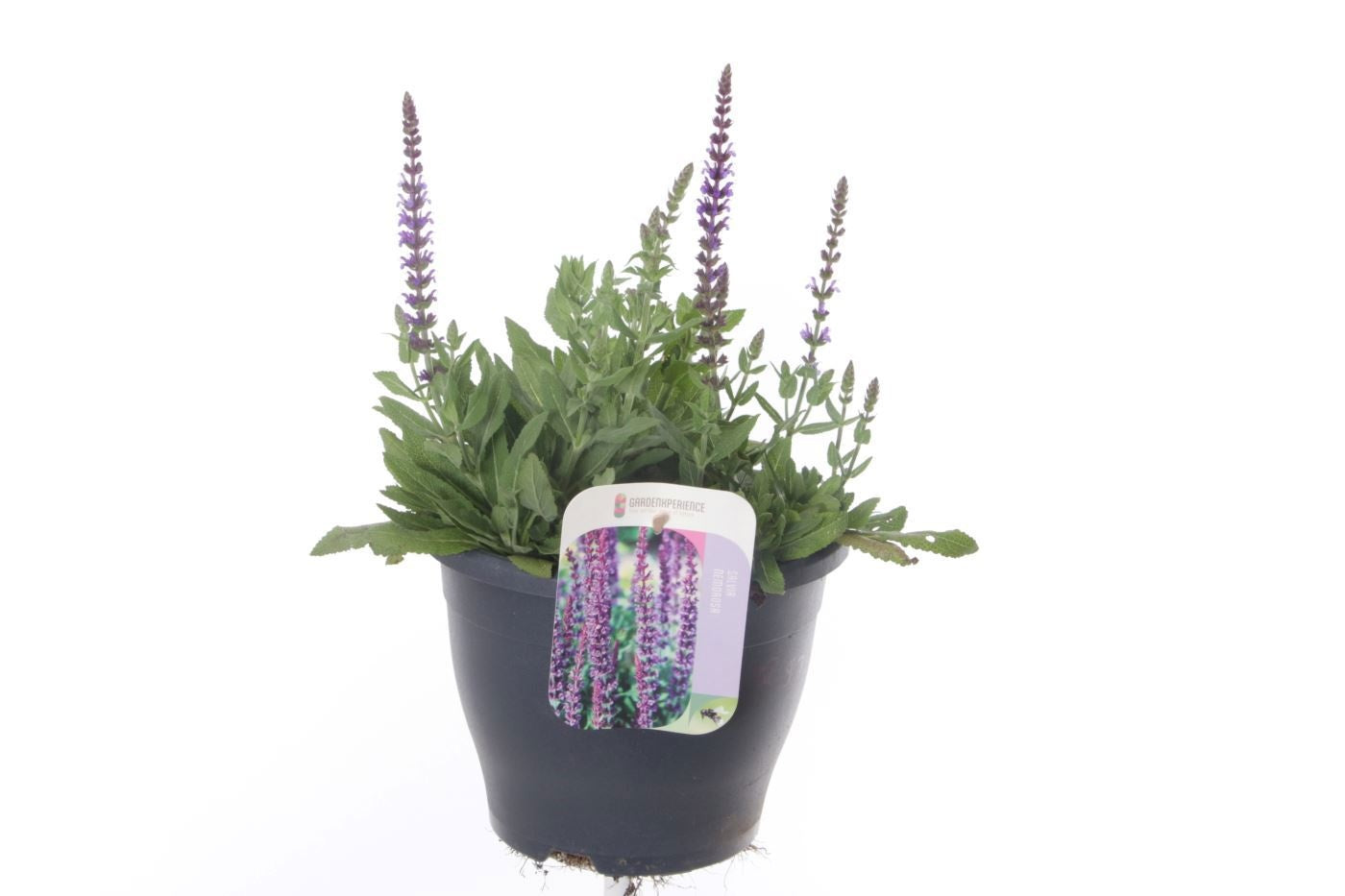 Salvia nem. Ostfriesland 40cm 23cm Pot